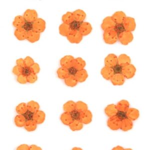 Orange Pressed Daisy Dried Flowers
