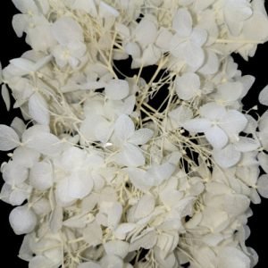 Off White Hygendra Dry Flowers