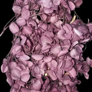 Dark Purple Hygendra Dry Flowers