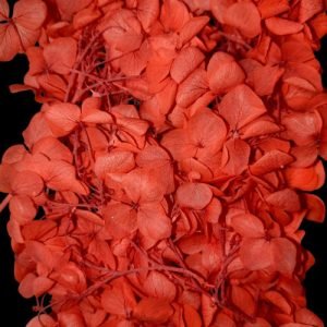 Bright Red Hygendra Dry Flowers