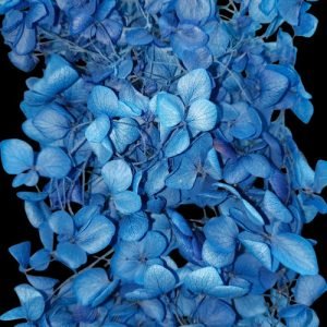 Dark Blue Hygendra Dry Flowers