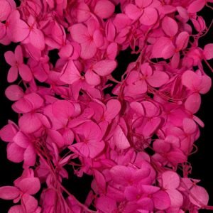 Bright Pink Hygendra Dry Flowers