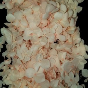 Peachy Pink Hygendra Dry Flowers