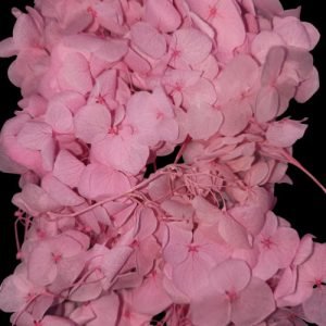 Tea Pink Hygendra Dry Flowers